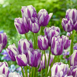 Modern Girl Tulip Seeds